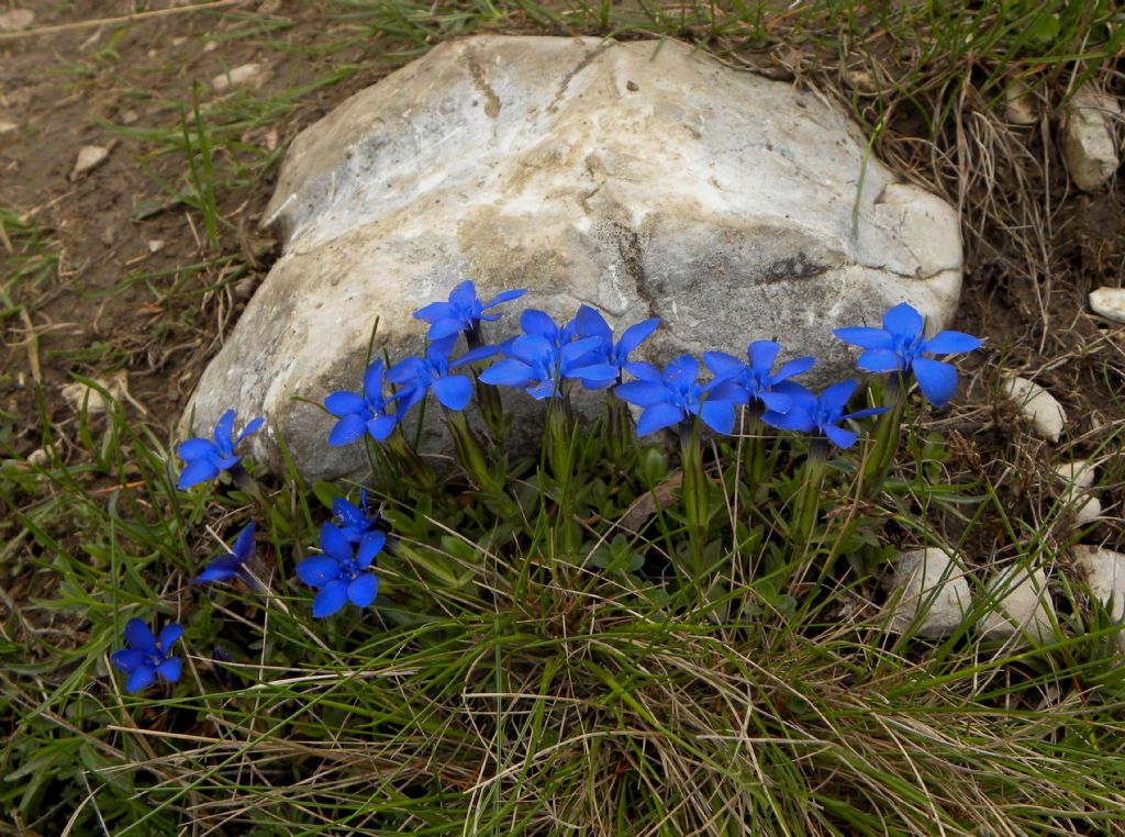 quale gentiana?